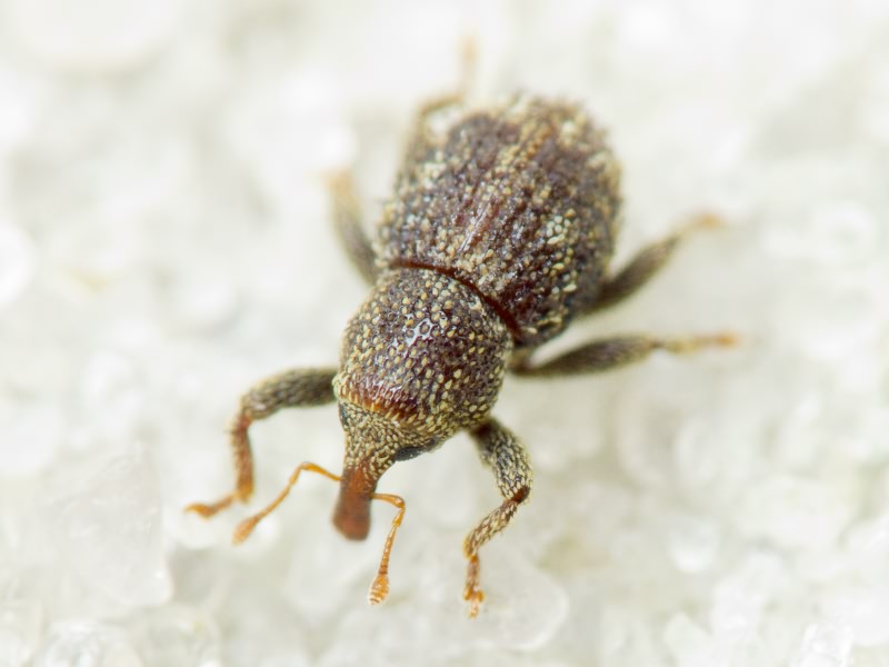 Acalles (Acalles) echinatus (Germar, 1824)